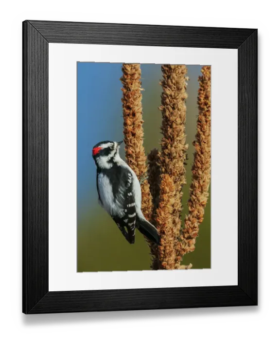 Framed Print : Downy woodpecker looking for Mullen seeds in Montana Framed Print : Downy woodpecker looking for Mullen seeds in Montana
