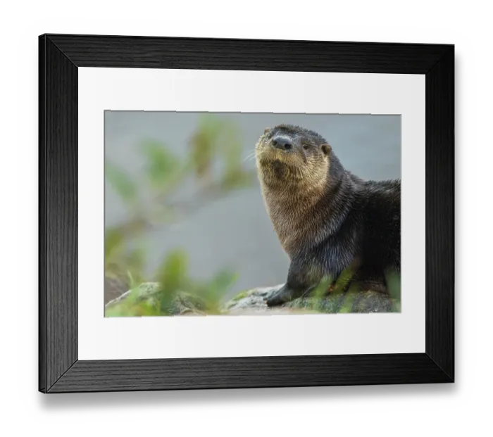 Framed Print : River otter pauses for a moment while foraging along a river bank in the arctic country Framed Print : River otter pauses for a moment while foraging along a river bank in the arctic country
