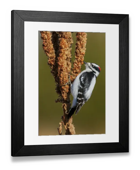 Framed Print : Downy woodpecker looking for Mullen seeds in Montana Framed Print : Downy woodpecker looking for Mullen seeds in Montana