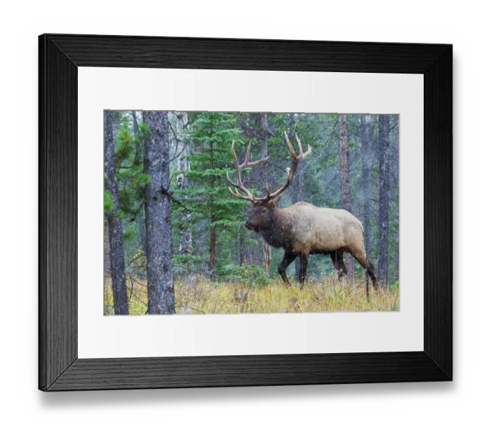 Framed Print : Bull elk walking through forest in the Canadian Rockies Framed Print : Bull elk walking through forest in the Canadian Rockies