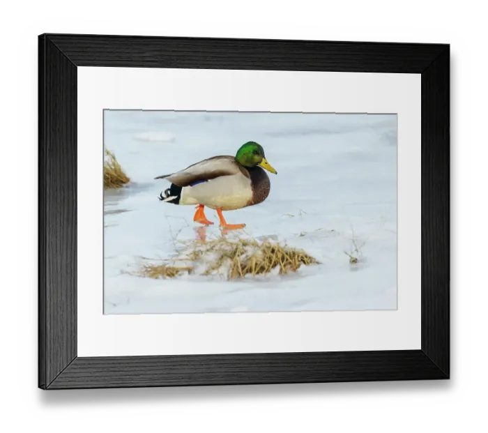 Framed Print : Mallard foraging in the frozen tidal wetlands of Boundary Bay