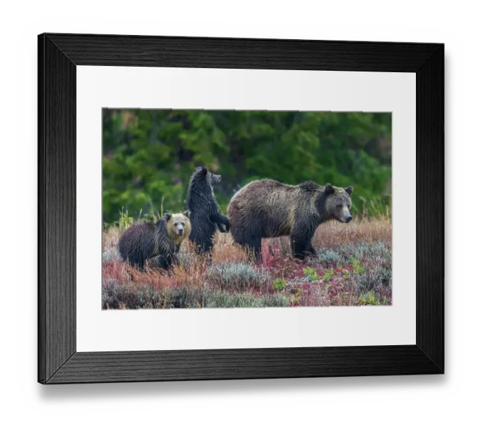 Framed Print : Grizzly bear sow with twin cubs during an autumn rain shower in Wyoming Framed Print : Grizzly bear sow with twin cubs during an autumn rain shower in Wyoming