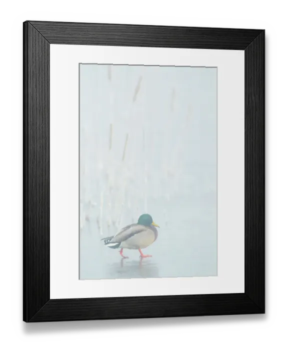 Framed Print : Mallard drake walks across frozen wetland in the morning fog