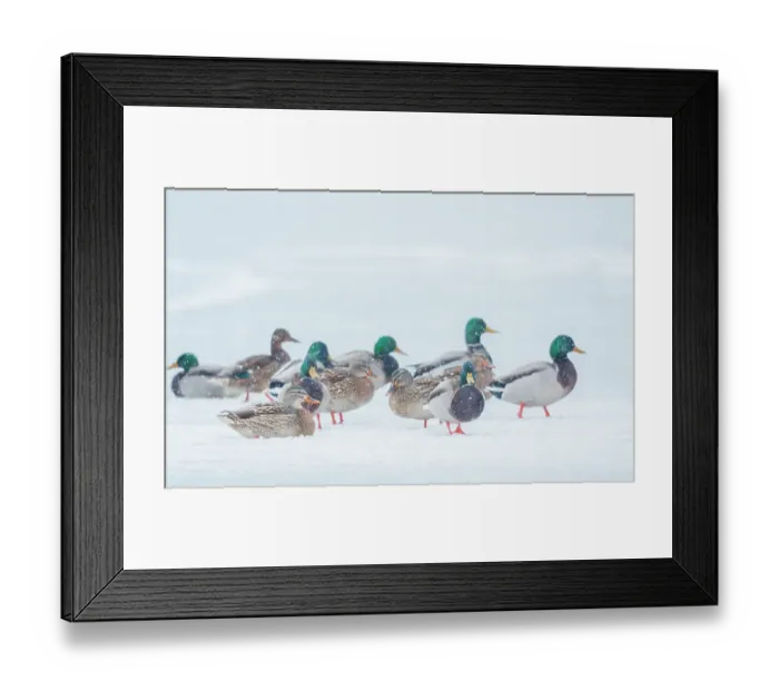 Framed Print : Mallard ducks waiting out winter storm on frozen wetland Framed Print : Mallard ducks waiting out winter storm on frozen wetland