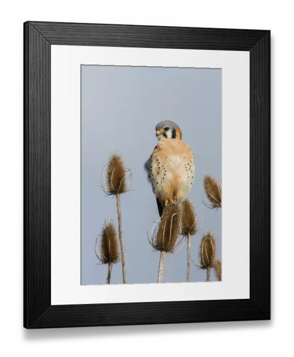 Framed Print : American kestrel scanning the nearby grassland for a potential meal