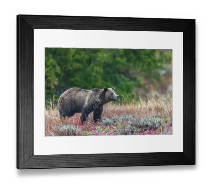 Framed Print : Grizzly bear scans surroundings during an autumn rain shower in Wyoming