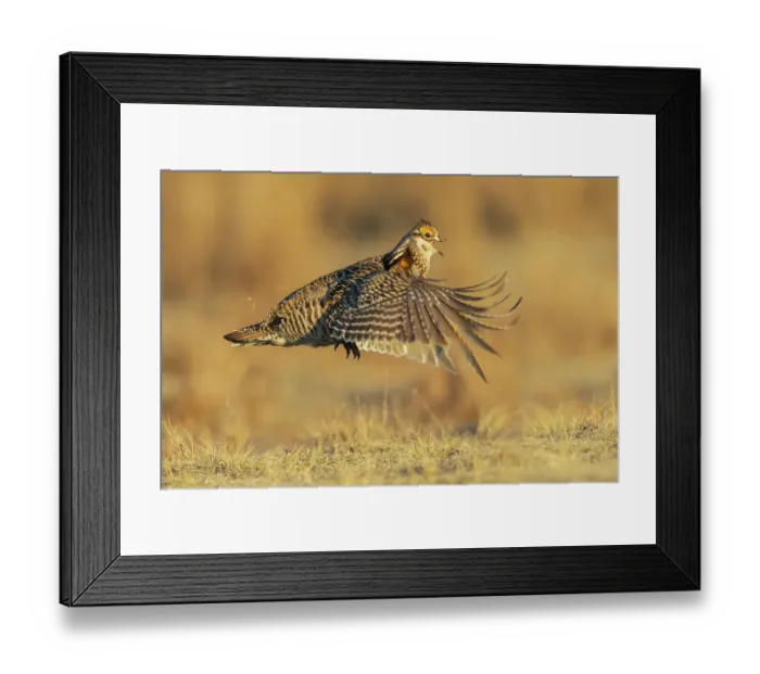 Framed Print : Greater prairie chicken flight display on the lek Framed Print : Greater prairie chicken flight display on the lek