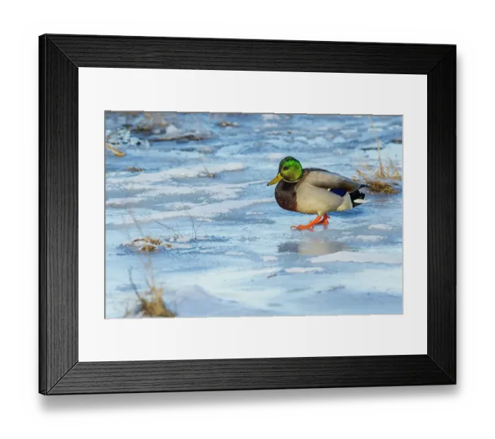 Framed Print : Mallard drake navigating frozen wetland