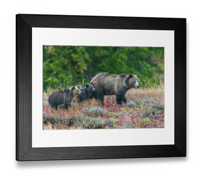Framed Print : Grizzly bear sow with twin cubs during an autumn rain shower in Wyoming Framed Print : Grizzly bear sow with twin cubs during an autumn rain shower in Wyoming