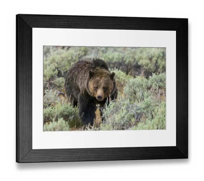 Framed Print : Large grizzly bear boar wandering through the sage brush Country of Wyoming Framed Print : Large grizzly bear boar wandering through the sage brush Country of Wyoming
