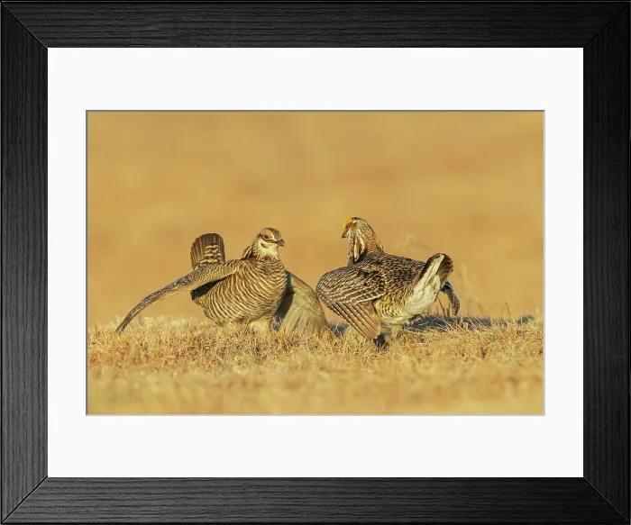 Framed Print : Greater prairie chicken males face off over territory dispute Framed Print : Greater prairie chicken males face off over territory dispute