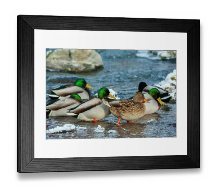 Framed Print : Mallard ducks take refuge on flowing stream away from their frozen wetland in Montana Framed Print : Mallard ducks take refuge on flowing stream away from their frozen wetland in Montana