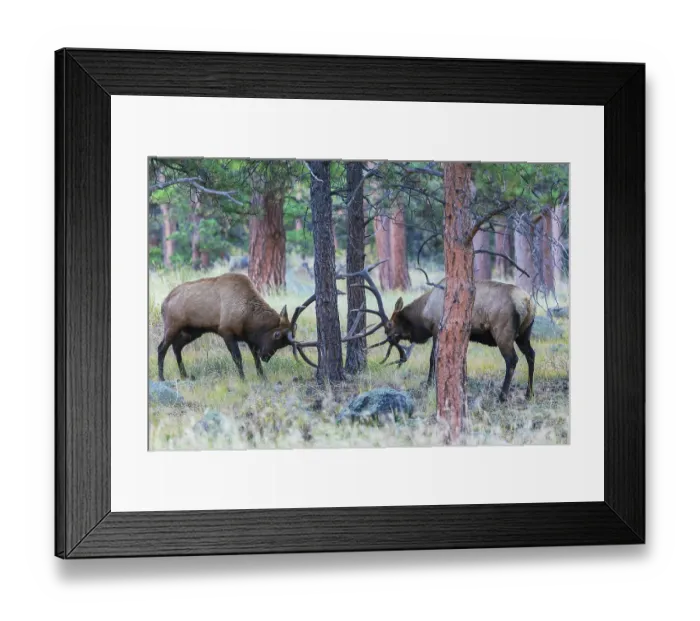 Framed Print : Pair of bull elk fight among the Ponderosa pines for control of the cow elk herd, Colorado Rockies Framed Print : Pair of bull elk fight among the Ponderosa pines for control of the cow elk herd, Colorado Rockies