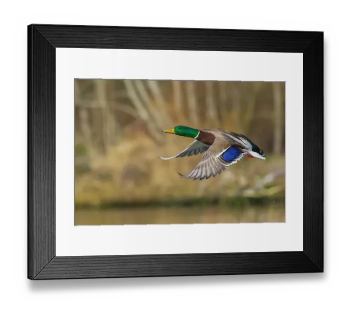 Framed Print : Mallard drake taking flight in late autumn Framed Print : Mallard drake taking flight in late autumn