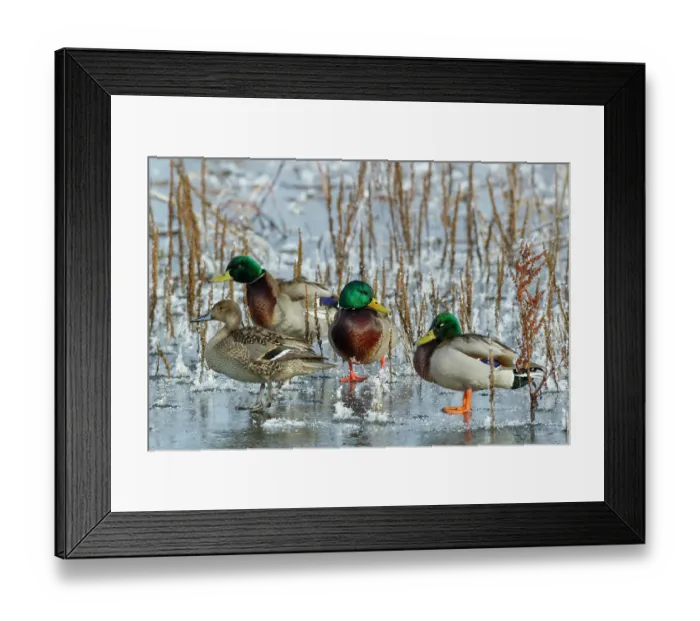 Framed Print : Mallard drakes and Northern pintail hen rest on frozen wetland