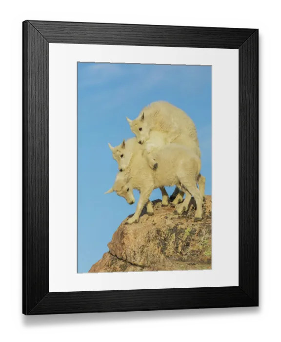 Framed Print : Mountain goat kids playing in the alpine country of Colorado
