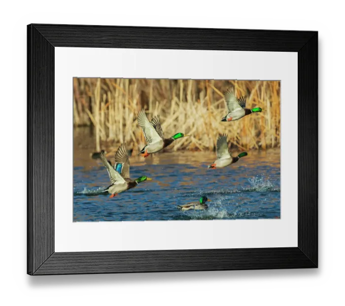 Framed Print : Mallard ducks taking flight in late autumn