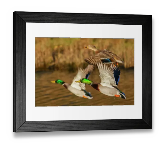Framed Print : Mallard ducks taking flight in late autumn Framed Print : Mallard ducks taking flight in late autumn