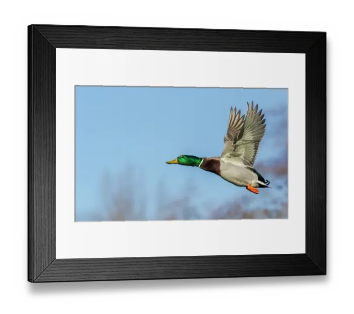 Framed Print : Mallard drake, late autumn flight Framed Print : Mallard drake, late autumn flight