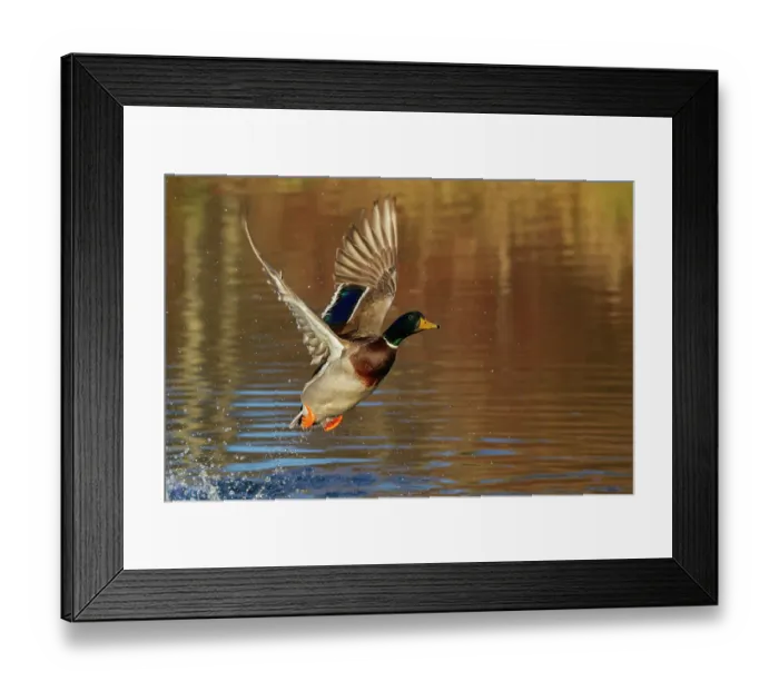 Framed Print : Mallard drake taking flight in late autumn