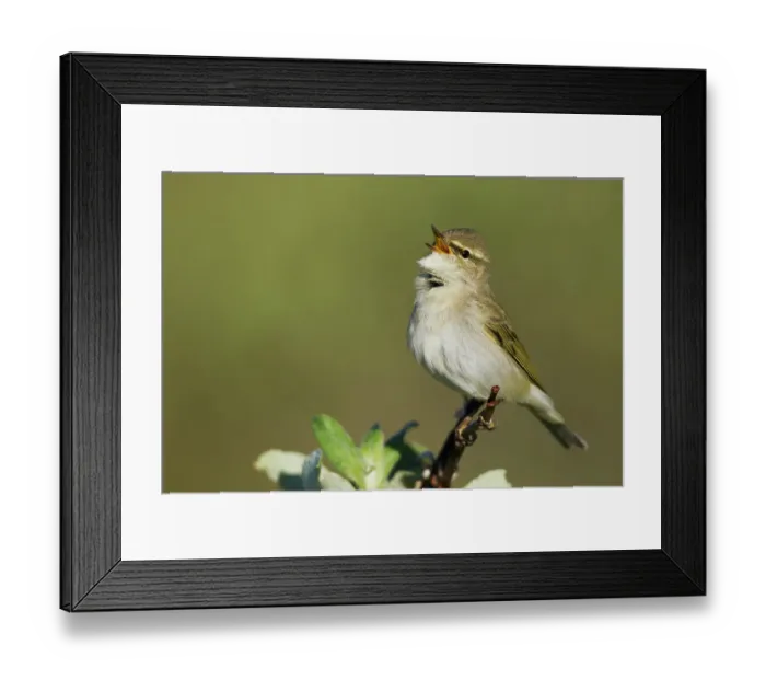Framed Print : Arctic warbler, spring song on the arctic tundra of Northern Alaska Framed Print : Arctic warbler, spring song on the arctic tundra of Northern Alaska