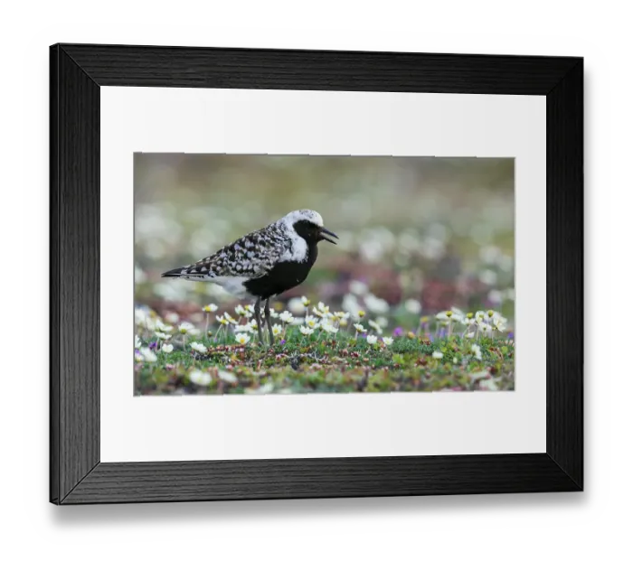 Framed Print : Black-bellied plover calling, at home on the arctic tundra of Alaska Framed Print : Black-bellied plover calling, at home on the arctic tundra of Alaska