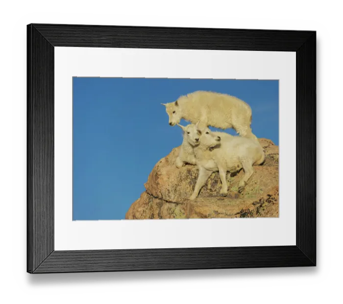 Framed Print : Mountain goat kids playing in the alpine country of Colorado Framed Print : Mountain goat kids playing in the alpine country of Colorado