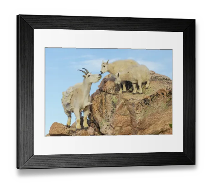 Framed Print : Mountain goat nanny greets her playful kids in the alpine country of Colorado Framed Print : Mountain goat nanny greets her playful kids in the alpine country of Colorado