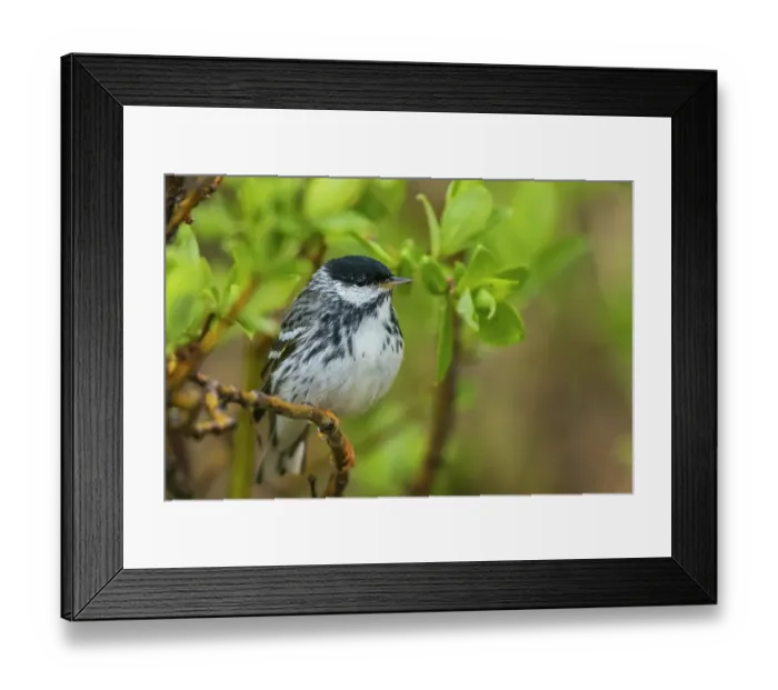 Framed Print : Blackpoll warbler takes shelter inside a willow bush during a light arctic rain shower on the Seward Peninsula, Alaska