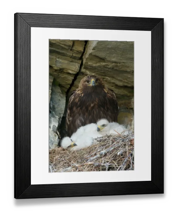 Framed Print : Golden eagle parent watches over young chicks in the nest, Alaska Framed Print : Golden eagle parent watches over young chicks in the nest, Alaska