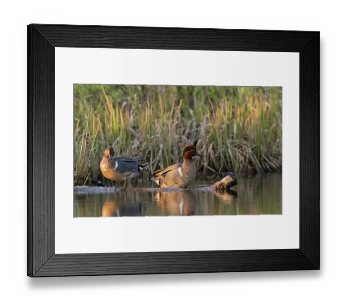 Framed Print : Green-winged teal drakes resting at the edge of arctic pond in Alaska Framed Print : Green-winged teal drakes resting at the edge of arctic pond in Alaska