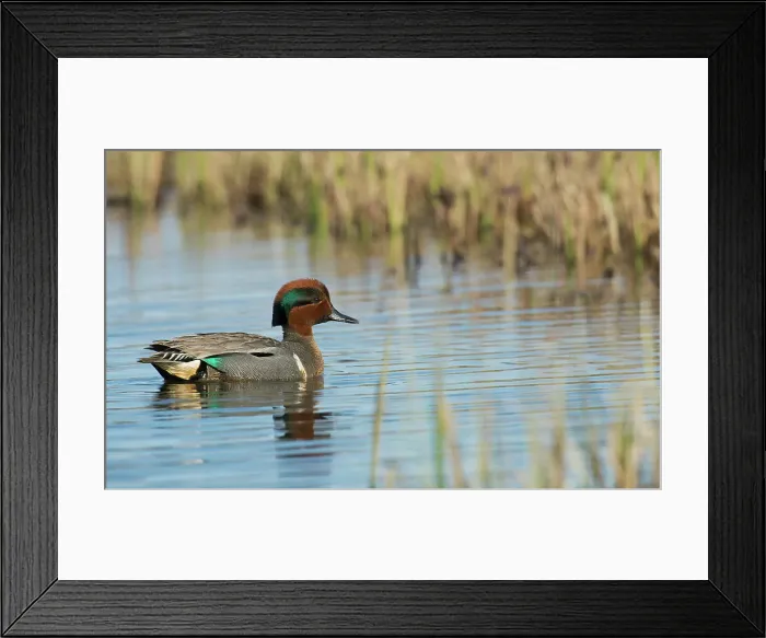 Framed Print : Green-winged teal drake floating on arctic pond in Alaska Framed Print : Green-winged teal drake floating on arctic pond in Alaska