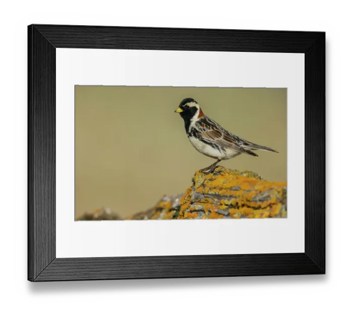 Framed Print : Lapland longspur in it's summer home on the arctic tundra of the Seward Peninsula. Alaska Framed Print : Lapland longspur in it's summer home on the arctic tundra of the Seward Peninsula. Alaska