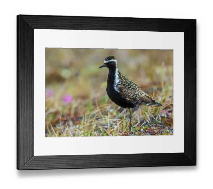 Framed Print : Pacific golden plover pause for a moment on the arctic tundra habitat of its summer home in Alaska Framed Print : Pacific golden plover pause for a moment on the arctic tundra habitat of its summer home in Alaska