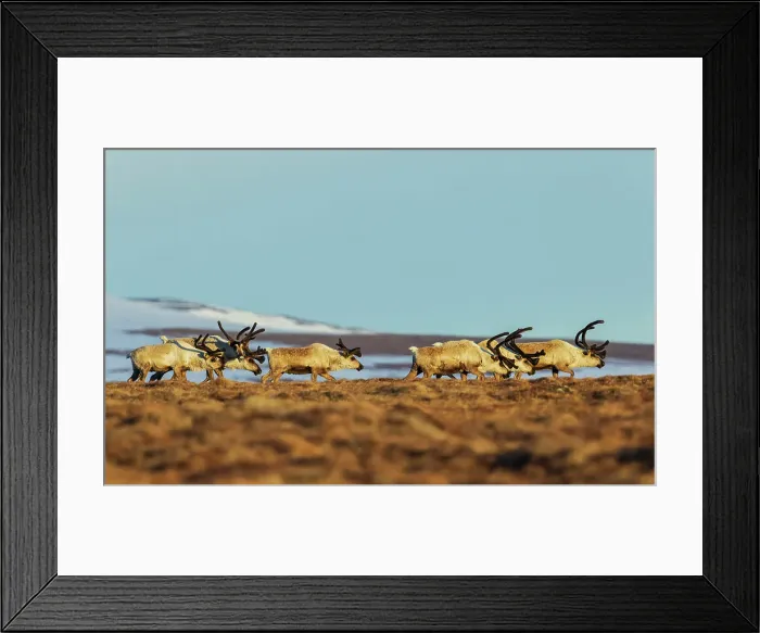 Framed Print : Caribou bulls migrating along the sub-artic tundra of the Bering Sea on the Seward Peninsula Framed Print : Caribou bulls migrating along the sub-artic tundra of the Bering Sea on the Seward Peninsula