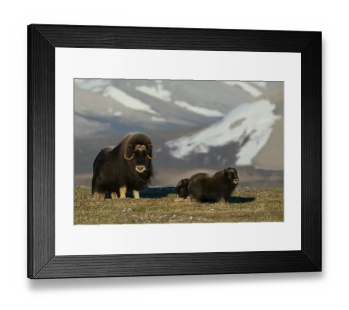 Framed Print : Protective musk ox parent, arctic tundra habitat around the Seward Peninsula, Alaska Framed Print : Protective musk ox parent, arctic tundra habitat around the Seward Peninsula, Alaska