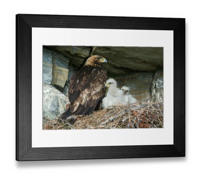 Framed Print : Golden eagle parent watches over young chicks in the nest, Alaska Framed Print : Golden eagle parent watches over young chicks in the nest, Alaska