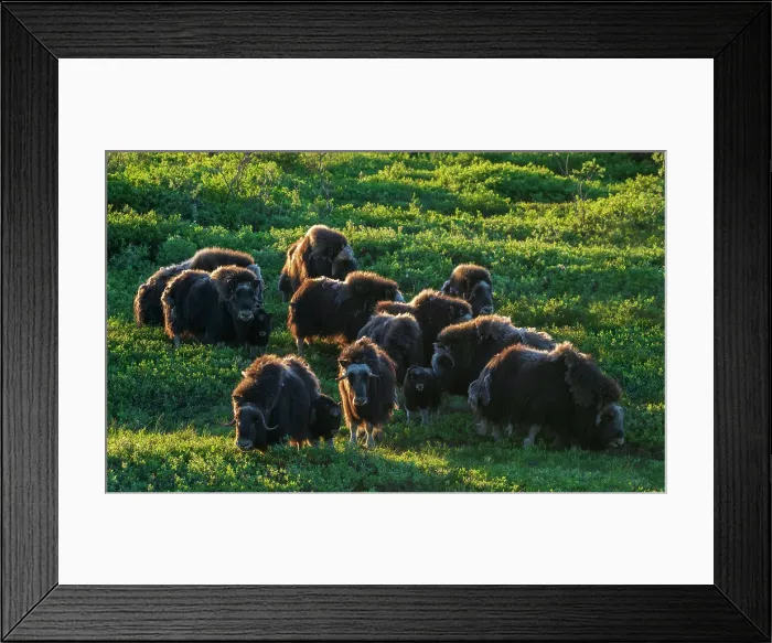 Framed Print : Musk ox herd, early morning light on the arctic tundra, Seward Peninsula, Alaska