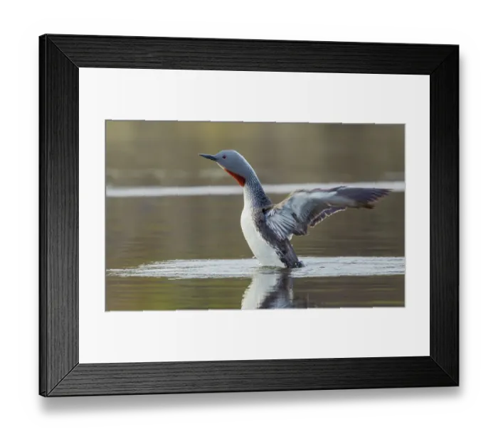 Framed Print : Red-throated loon stretches its wings at home in a tundra pond of Alaska Framed Print : Red-throated loon stretches its wings at home in a tundra pond of Alaska