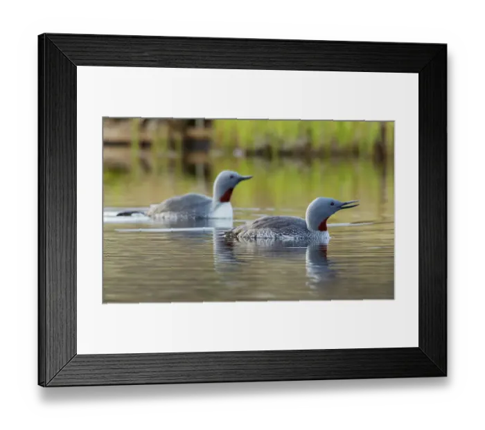 Framed Print : Red-throated loon pair at home in a tundra pond of the arctic habitat of Alaska