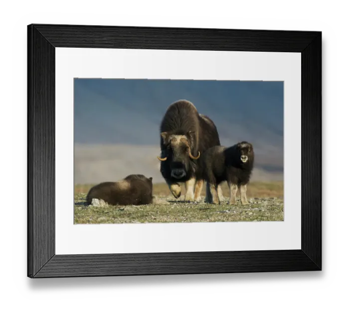 Framed Print : Protective musk ox parent, arctic tundra habitat around the Seward Peninsula, Alaska