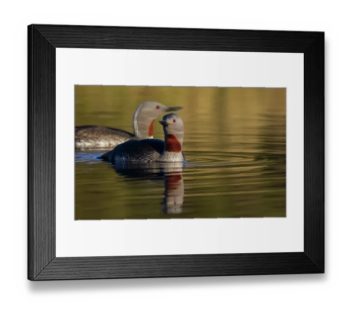 Framed Print : Red-throated loon pair at home in a tundra pond of the arctic habitat of the Seward Peninsula Framed Print : Red-throated loon pair at home in a tundra pond of the arctic habitat of the Seward Peninsula
