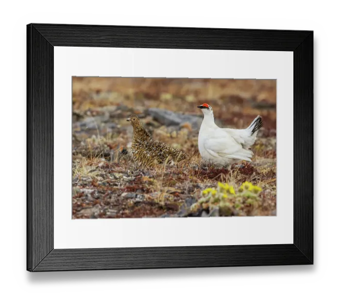 Framed Print : Rock ptarmigan pair, male courting hen on the arctic tundra