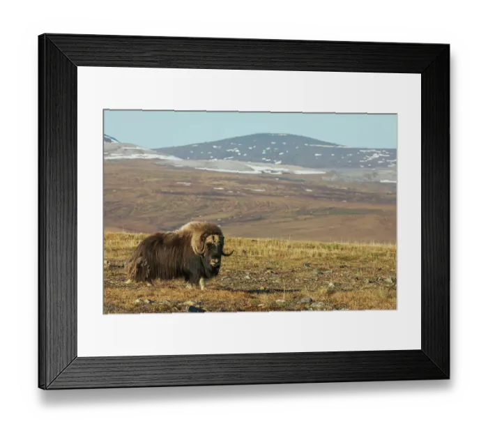 Framed Print : Lone musk ox bull on the arctic tundra of the Seward Peninsula, Alaska Framed Print : Lone musk ox bull on the arctic tundra of the Seward Peninsula, Alaska