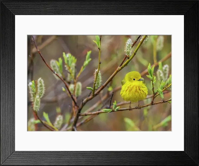 Framed Print : Yellow warbler pausing in the shelter of a willow bush, Alaska Framed Print : Yellow warbler pausing in the shelter of a willow bush, Alaska