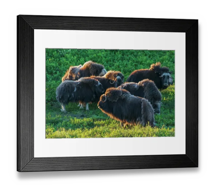 Framed Print : Musk ox herd, early morning light on the arctic tundra, Seward Peninsula, Alaska Framed Print : Musk ox herd, early morning light on the arctic tundra, Seward Peninsula, Alaska
