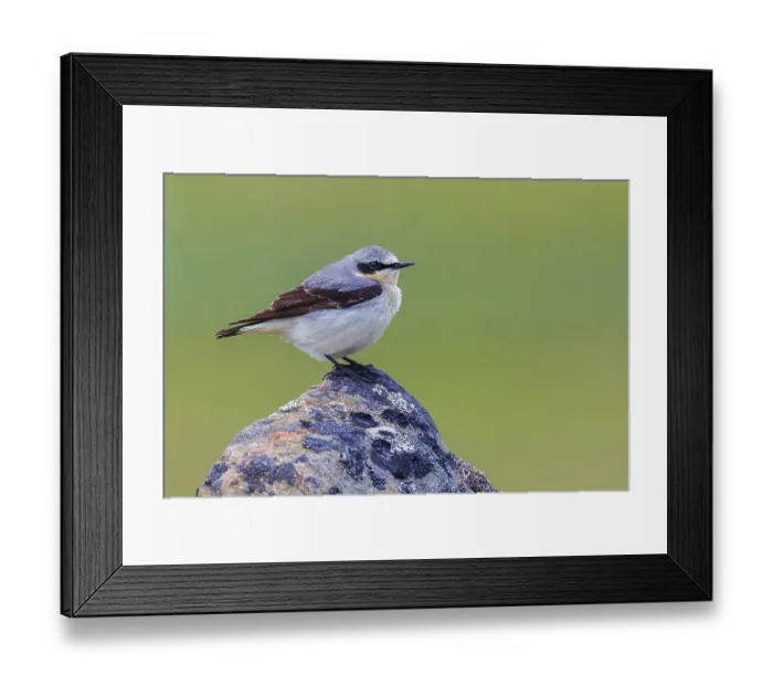 Framed Print : Northern wheatear at home in the arctic tundra habitat of the Seward Peninsula, Alaska