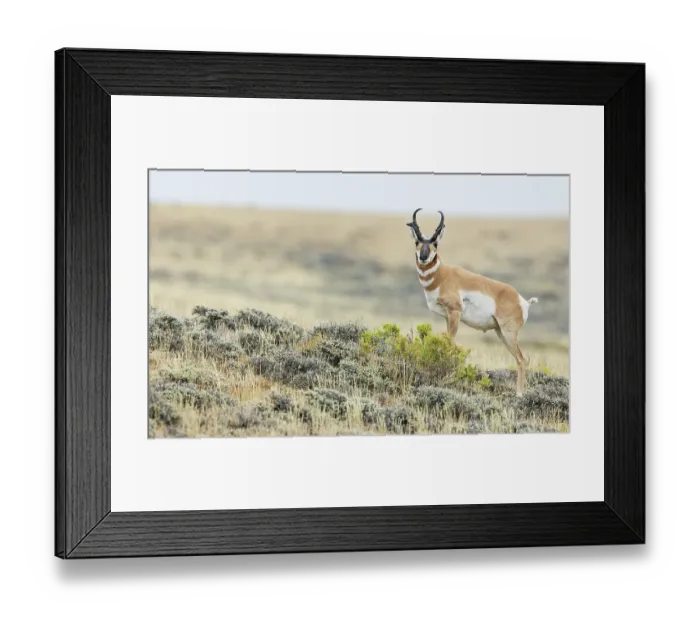 Framed Print : Pronghorn buck courting a pair of unseen young doe's in North Park, Colorado Framed Print : Pronghorn buck courting a pair of unseen young doe's in North Park, Colorado