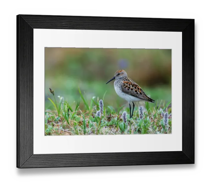 Framed Print : Western sandpiper at home in the arctic tundra habitat of the Seward Peninsula, Alaska