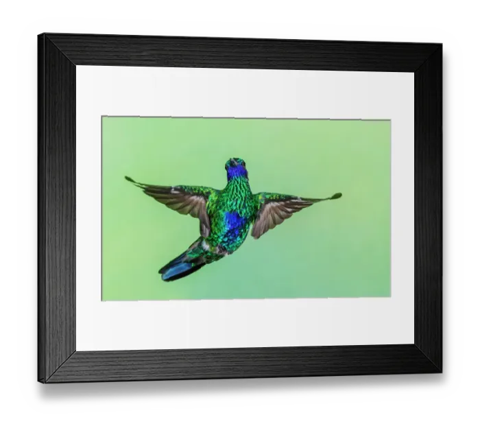 Framed Print : Sparkling violetear hummingbird flying, Northern Peru Framed Print : Sparkling violetear hummingbird flying, Northern Peru